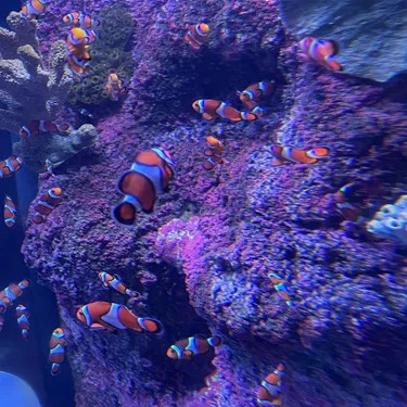 Group Of Clownfish
