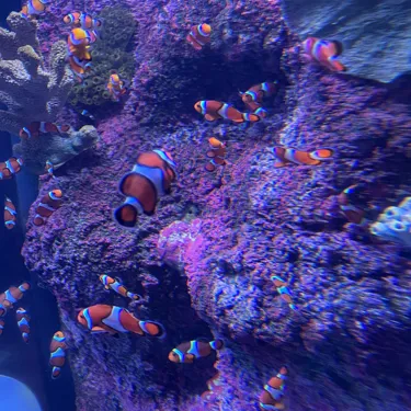 Group Of Clownfish