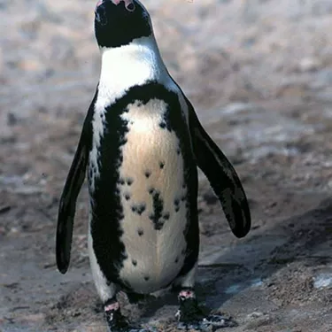 African Penguin Spheniscus Demersus