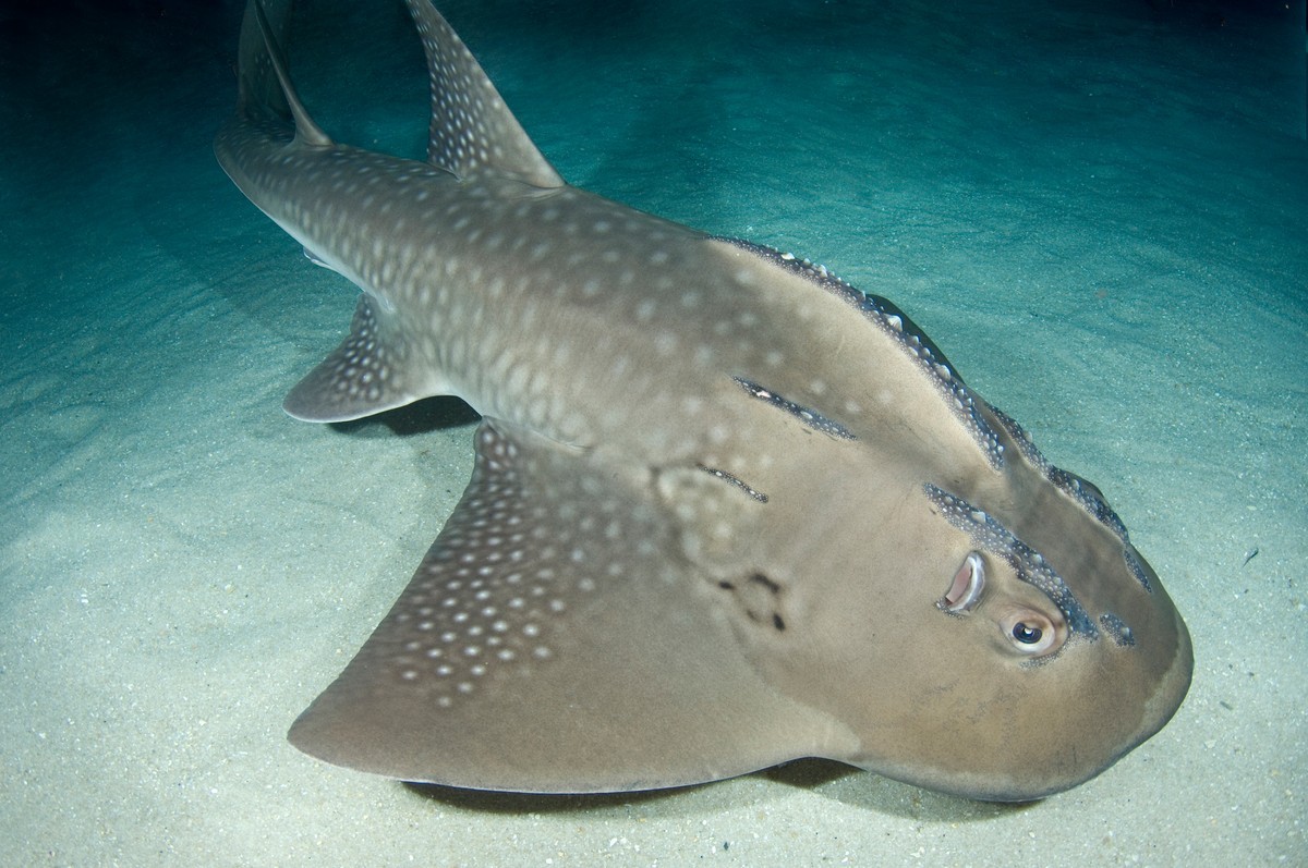 Bowmouth Guitarfish Shark
