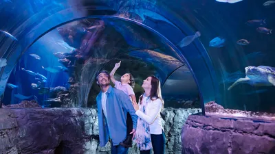 Family Ocean Tunnel