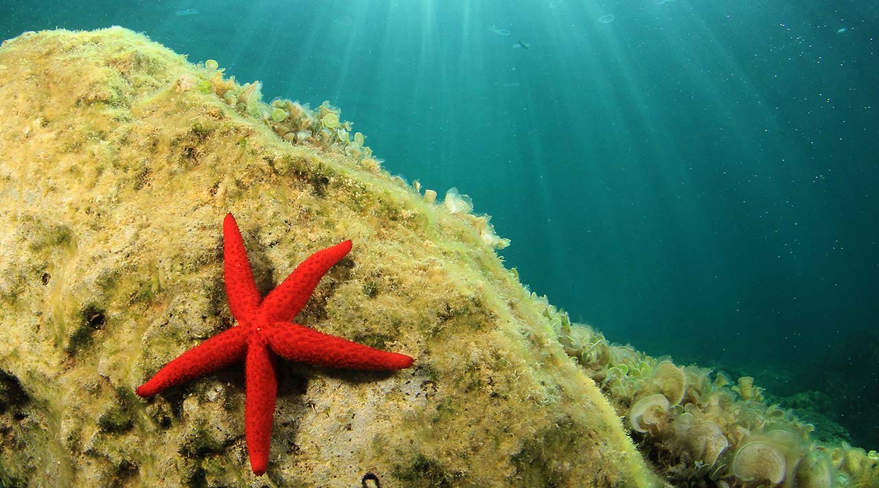 Starfish in a coral reef