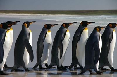 800Px Falkland Islands Penguins 40