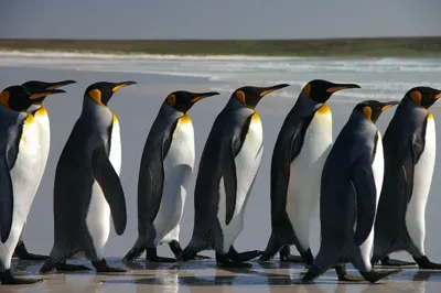 800Px Falkland Islands Penguins 40