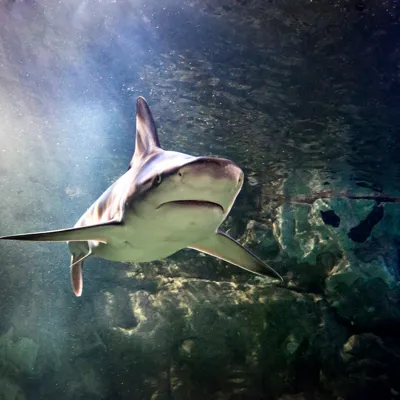 Black Tip Reef