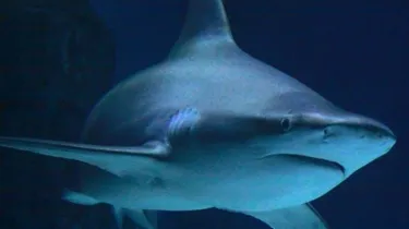 Brown Shark2