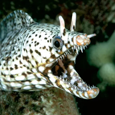 Moray Eel with mouth open at SEA LIFE