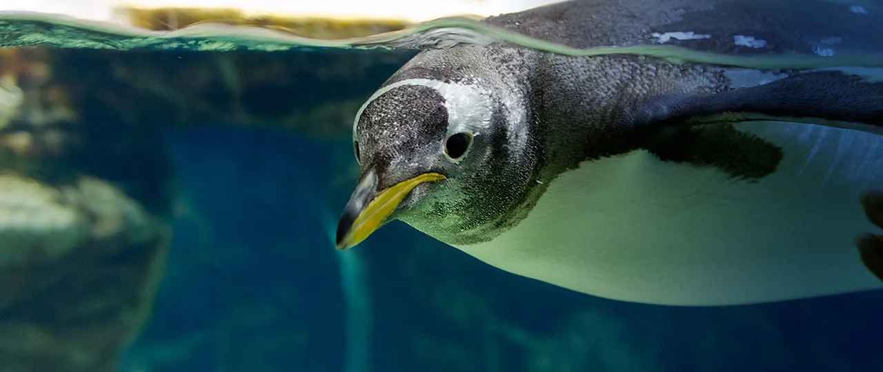 Gentoo Penguin 