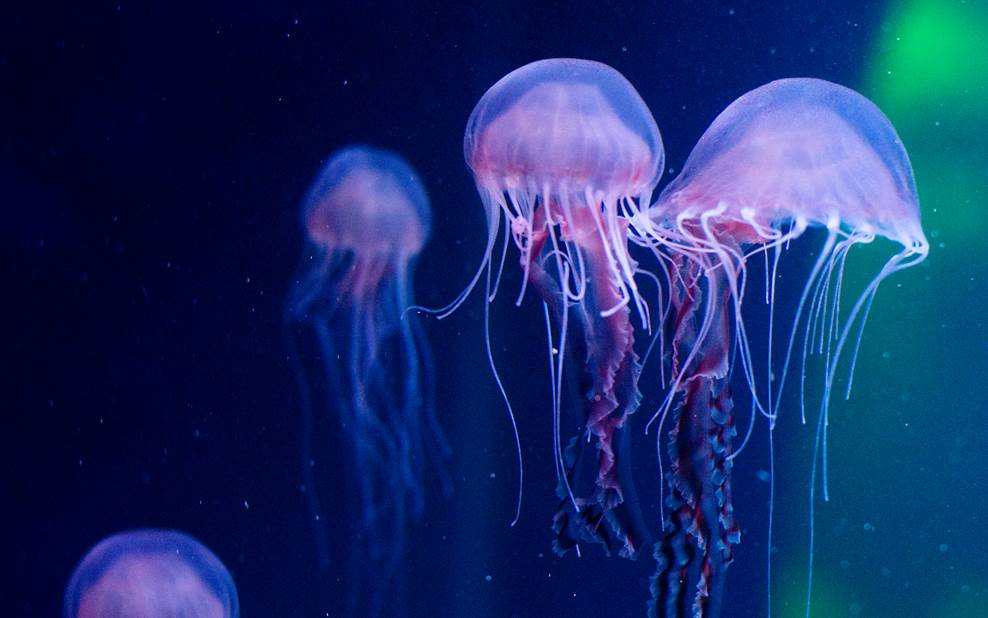Sarlacc Jellyfish