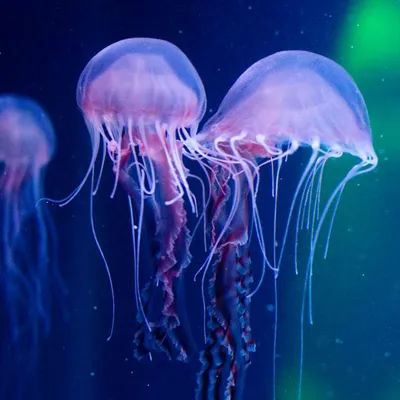 Sarlacc Jellyfish
