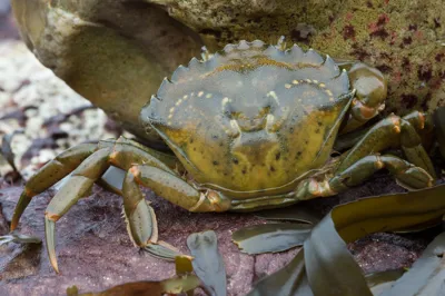 European Common Shorecrab