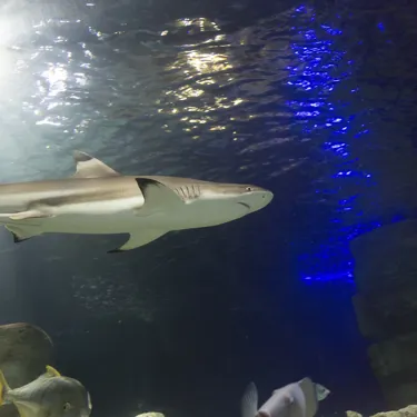 Shark Resize