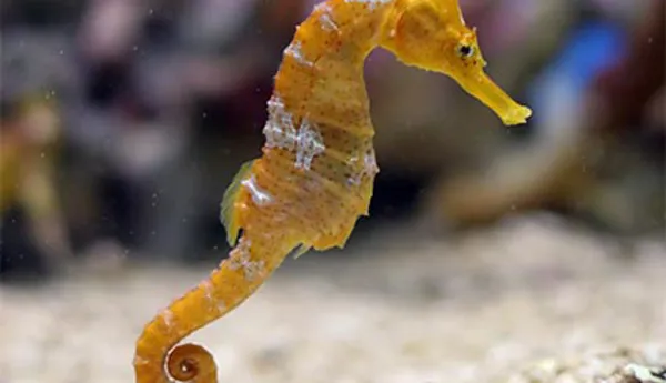 Yellow Seahorse