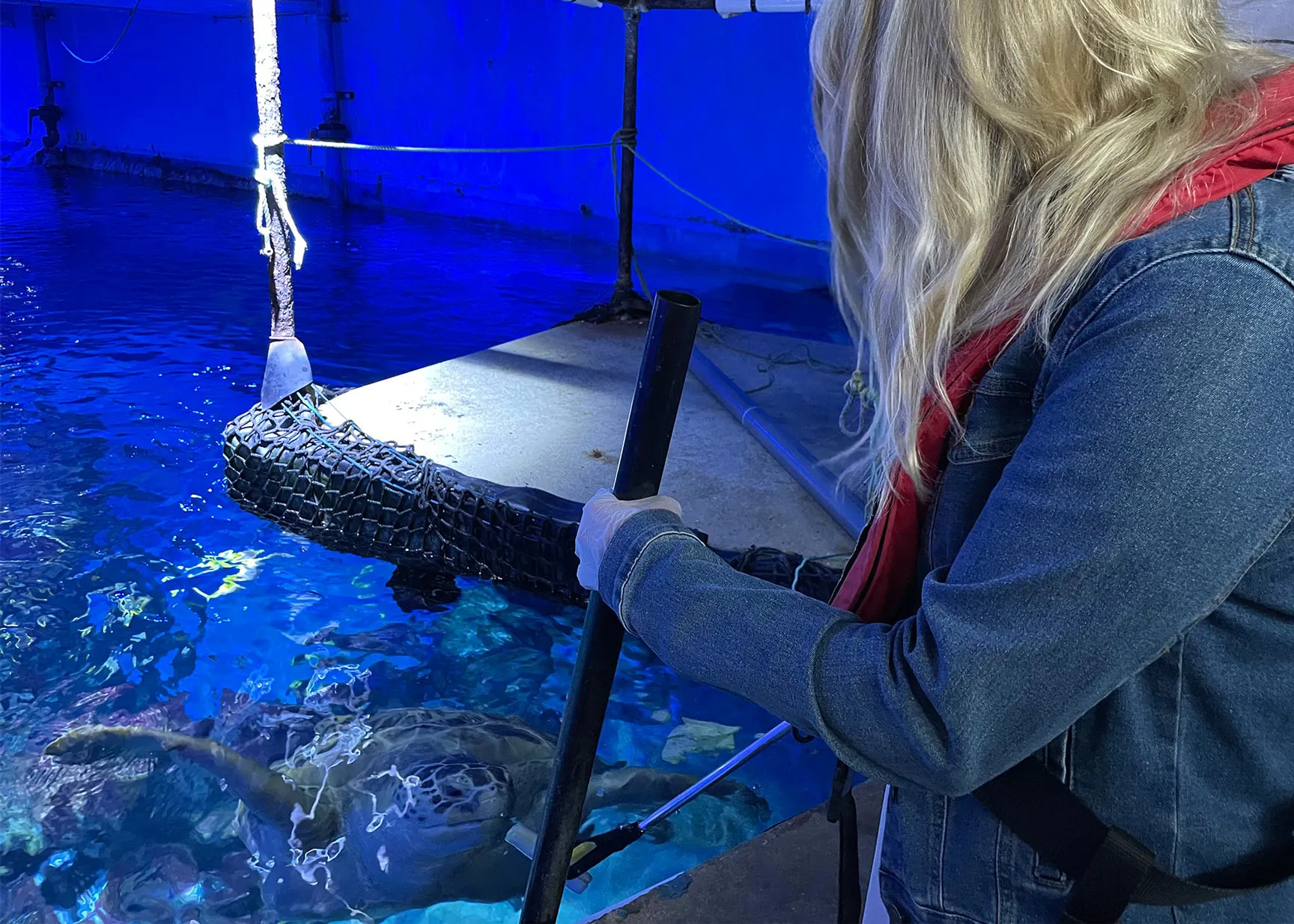 Guest Feeding Turtle At SEA LIFE Birmingham