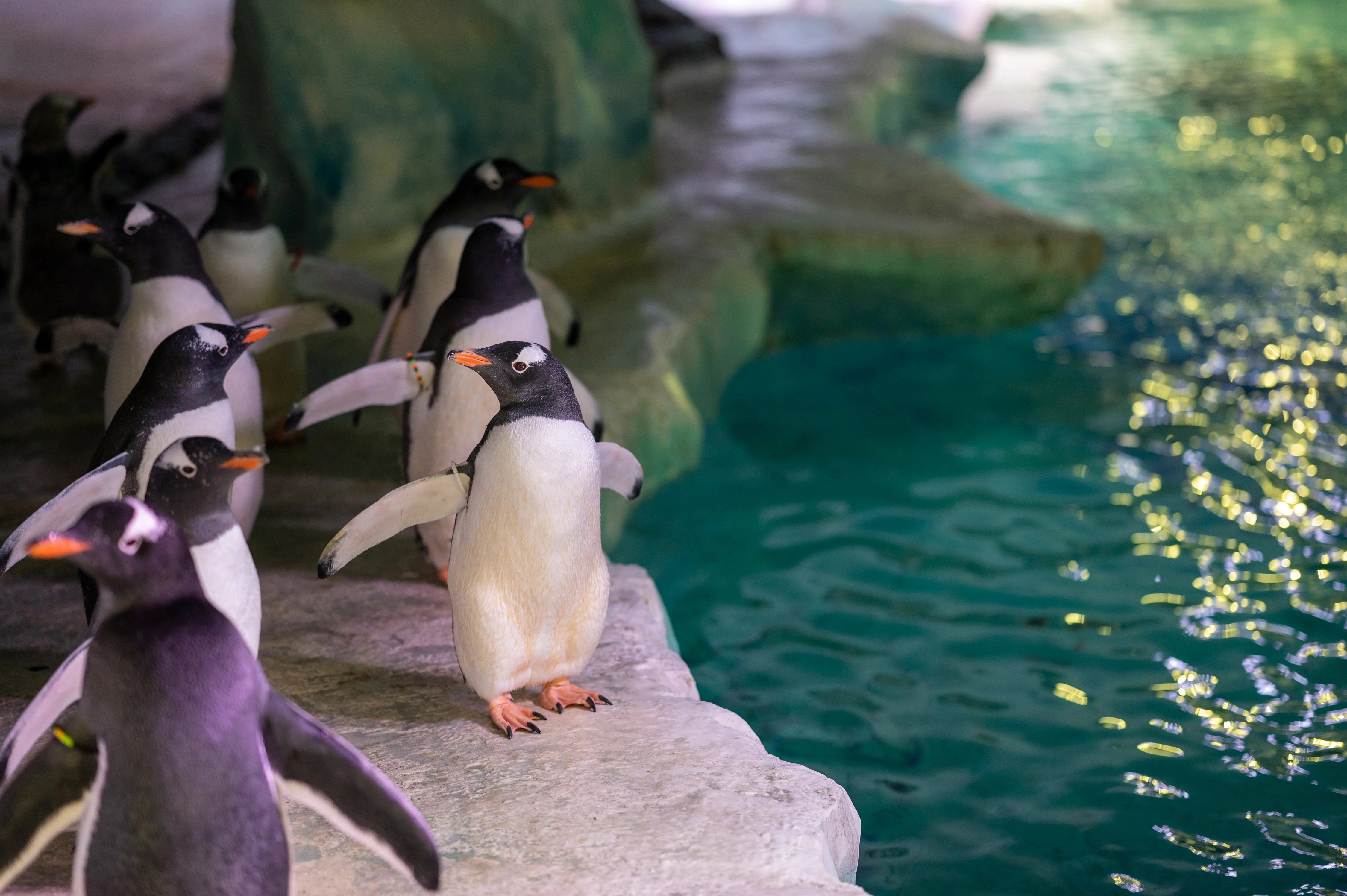 Group of Gentoo Penguins at SEA LIFE Birmingham