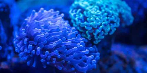Anemone