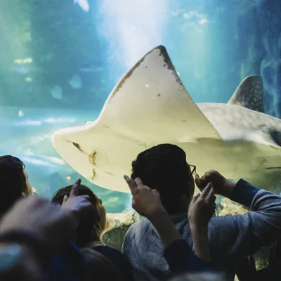 School Trips Rays