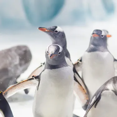 Gentoo Penguins