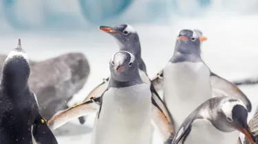 Gentoo Penguins