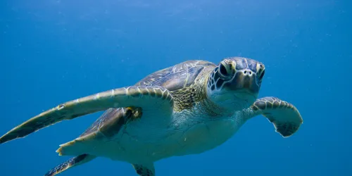 Green Sea Turtle