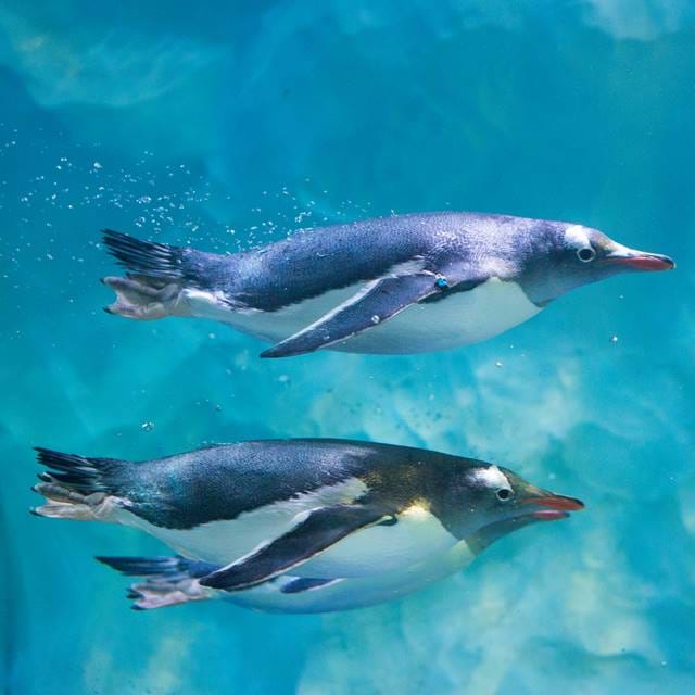 Group Penguins Swimming