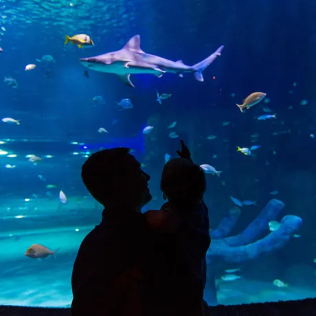 Shark Tank Silhouette2