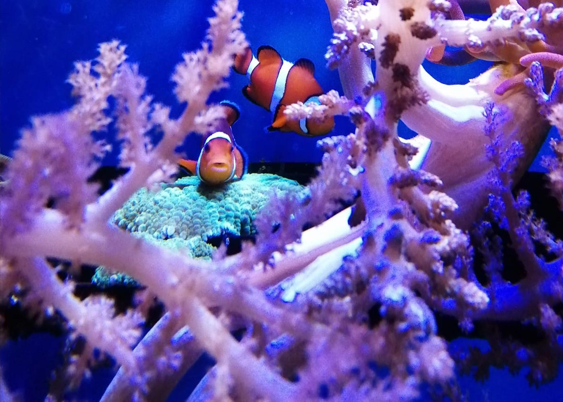 Clownfish 7.5