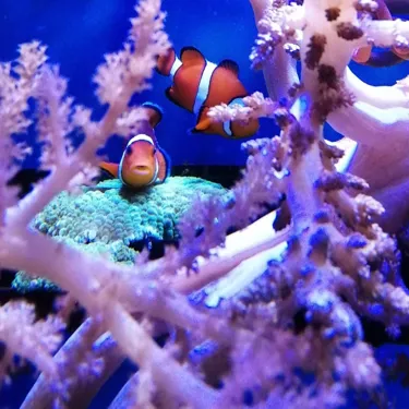 Clownfish 7.5