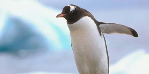 Penguin In Antartica