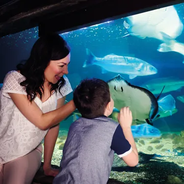 Parent and Child looking at the Rays in the SEA LIFE aquarium 