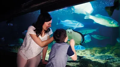 Parent and Child looking at the Rays in the SEA LIFE aquarium 