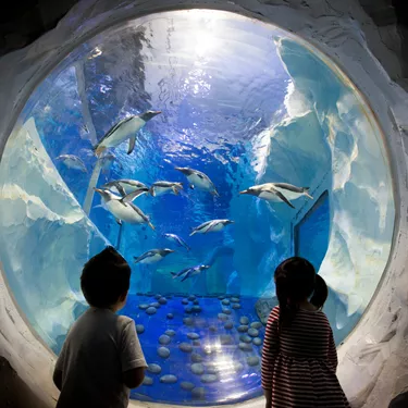 Children looking into an aquarium with penguins at SEA LIFE