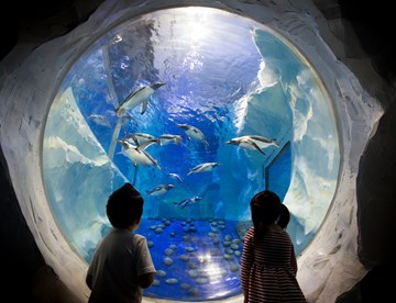 Children looking into an aquarium with penguins at SEA LIFE