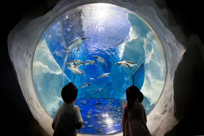 Children looking into an aquarium with penguins at SEA LIFE