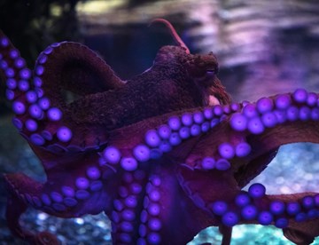 Bev the Octopus at SEA LIFE Birmingham