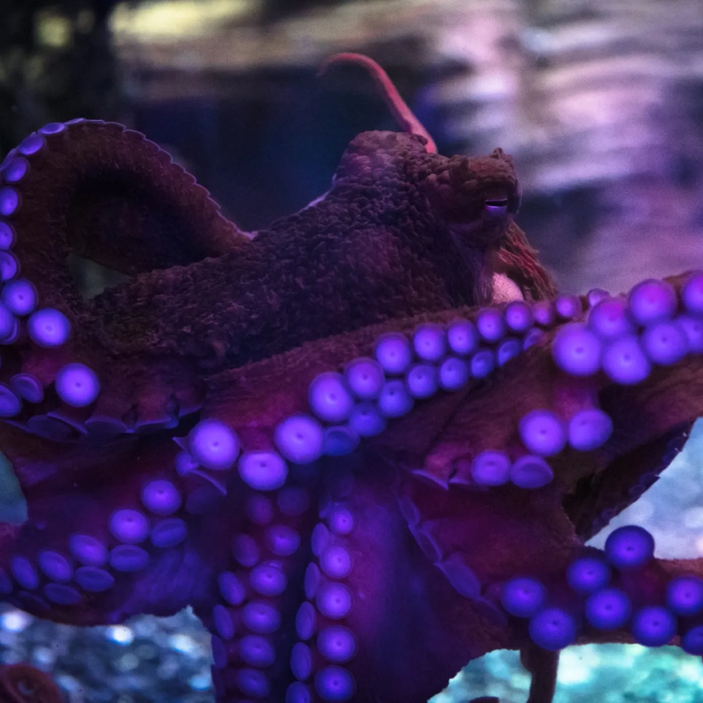 See Octopus SEA LIFE Birmingham Aquarium