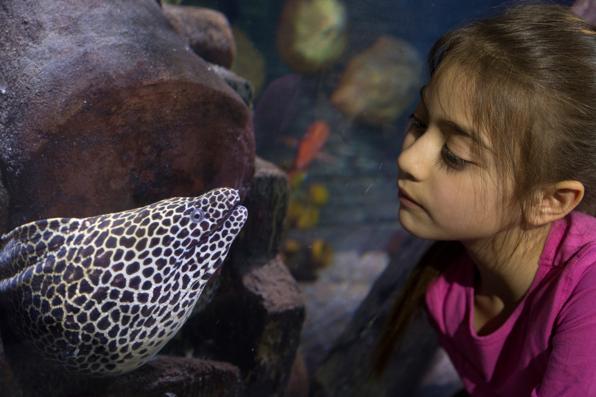 Girl with Eel at SEA LIFE