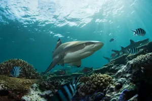 Black Tip Shark