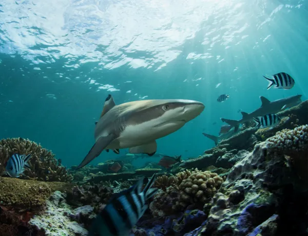 Black Tip Shark