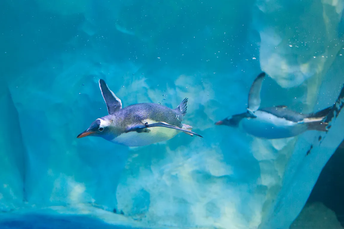 SEA LIFE Penguins swimming