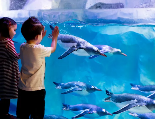 Kids W Penguins5