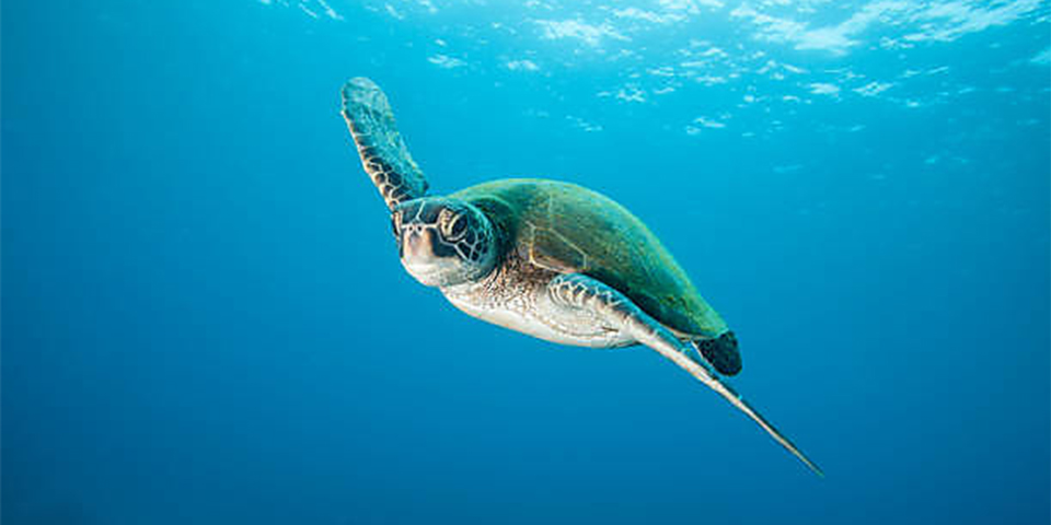 2.1 Green Sea Turtle Underwater