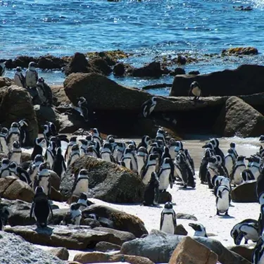 Spheniscus Demersus Jackass Penguins