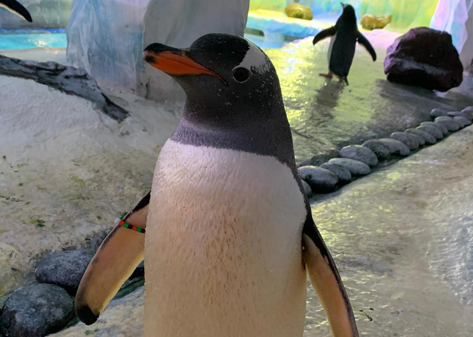 Gentoo Penguins At BHAM 7.5