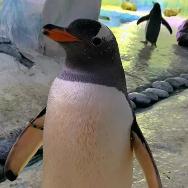Gentoo Penguins At BHAM 7.5