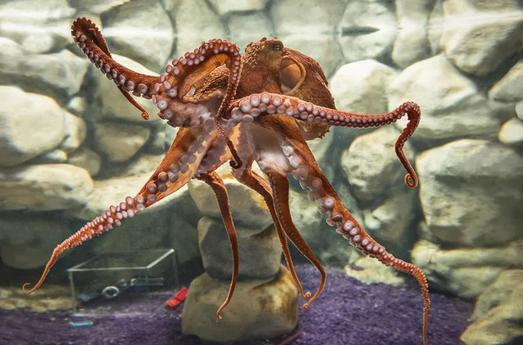 Octopus at SEA LIFE Birmingham