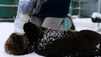 Sea Otter feeding on a bottle at SEA LIFE