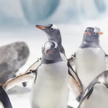 Gentoo Penguins - SEA LIFE Birmingham