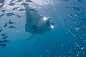 Manta Rays