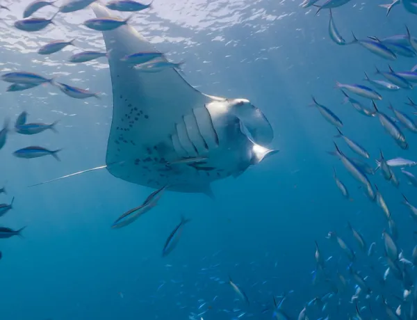 Manta Rays